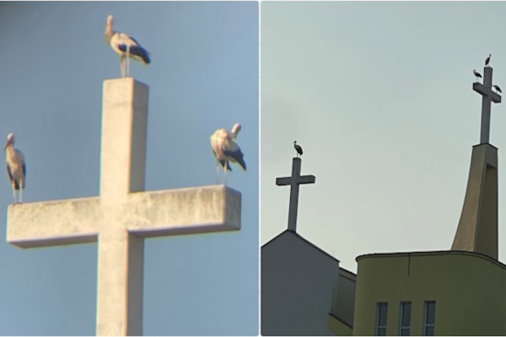 Fotografije iz Metkovića oduševile mnoge: Rode na crkvi sv. Nikole nose snažnu simboliku