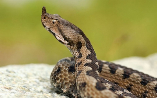 Federalni zavod o nestašici seruma protiv ugriza zmije: 