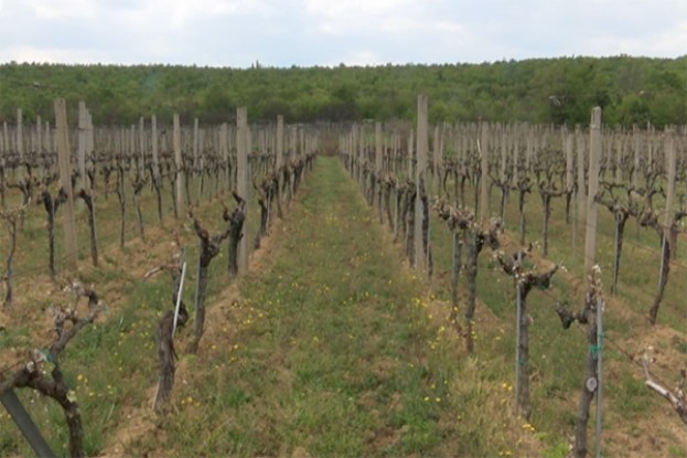 Veliki iskorak vinarstva i vinogradarstva: Ljubuški dobiva novih 150.000 trsova vinove loze
