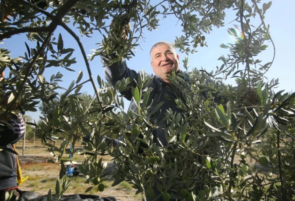 Hercegovina danas ima oko 350 ha maslinika sa oko 90 000 stabala maslina