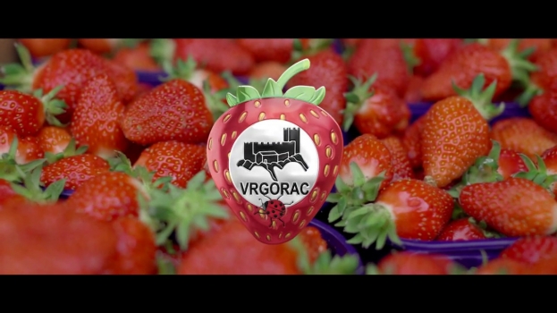 Zbog koronavirusa ugrožena berba jagoda na području Vrgorca