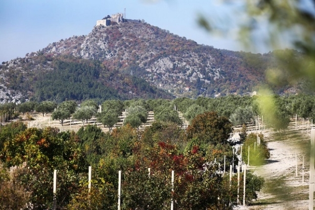 Ljubuški prednjači po broju zasađenih stabala maslina u Hercegovini