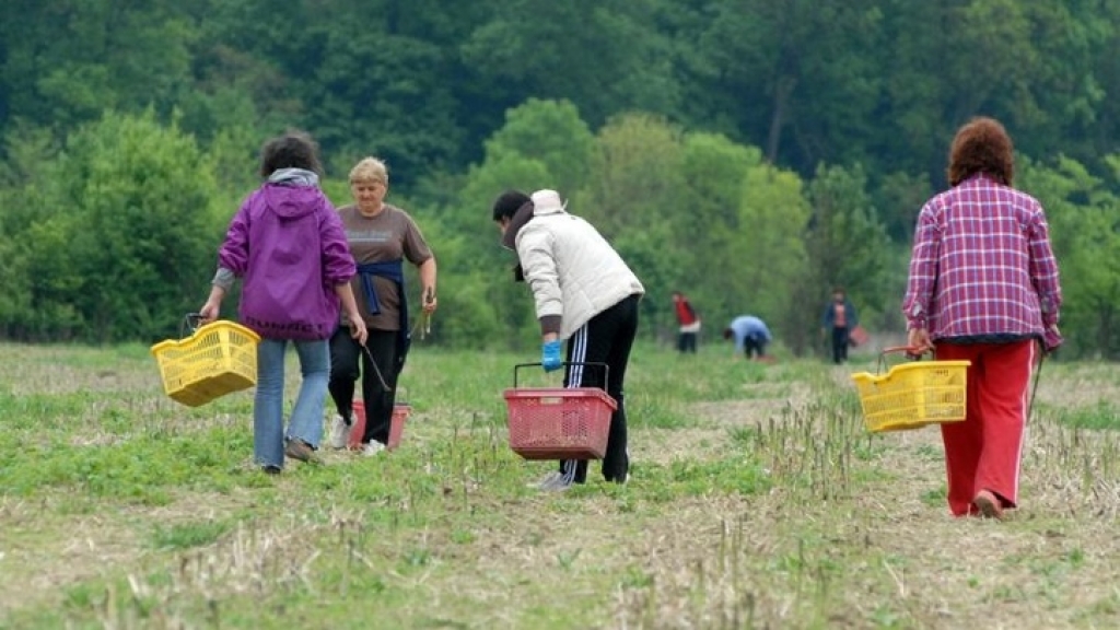 Sezonski radnici odlaze u Njemačku: ‘Za branje šparoga mogu zaraditi 2.500 eura’