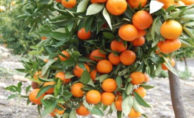 Proizvodnju mandarina proširiti i na dio Hercegovine