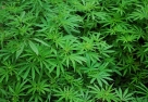 Pronađeni novi nasadi marihuane u Čitluku
