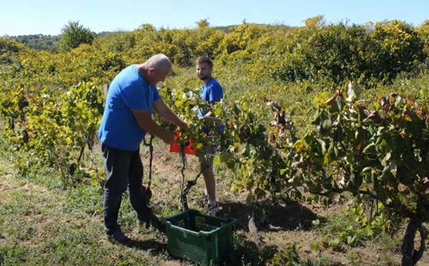 Hercegovački vinogradi puni grožđa, ali berača nema ni uz dnevnicu od 150 KM