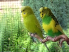 Papige “sklonjene” iz parka jer su psovale posjetitelje