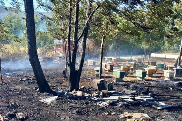 VELIKA ŠTETA U GRABU: U požaru izgorjele 43 pčelinje zajednice i 19 oplodnjaka