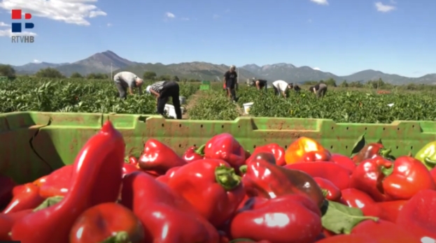Dobar urod paprike i rajčice na plantažama Vinka Čolaka i Milijana Borasa u Ljubuškom – video