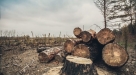 Nezakonita sječa uništava šume u FBiH, a zakona ni na pomolu