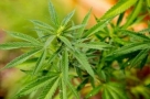 U Banja Luci osnovana tvrtka za uzgoj marihuane