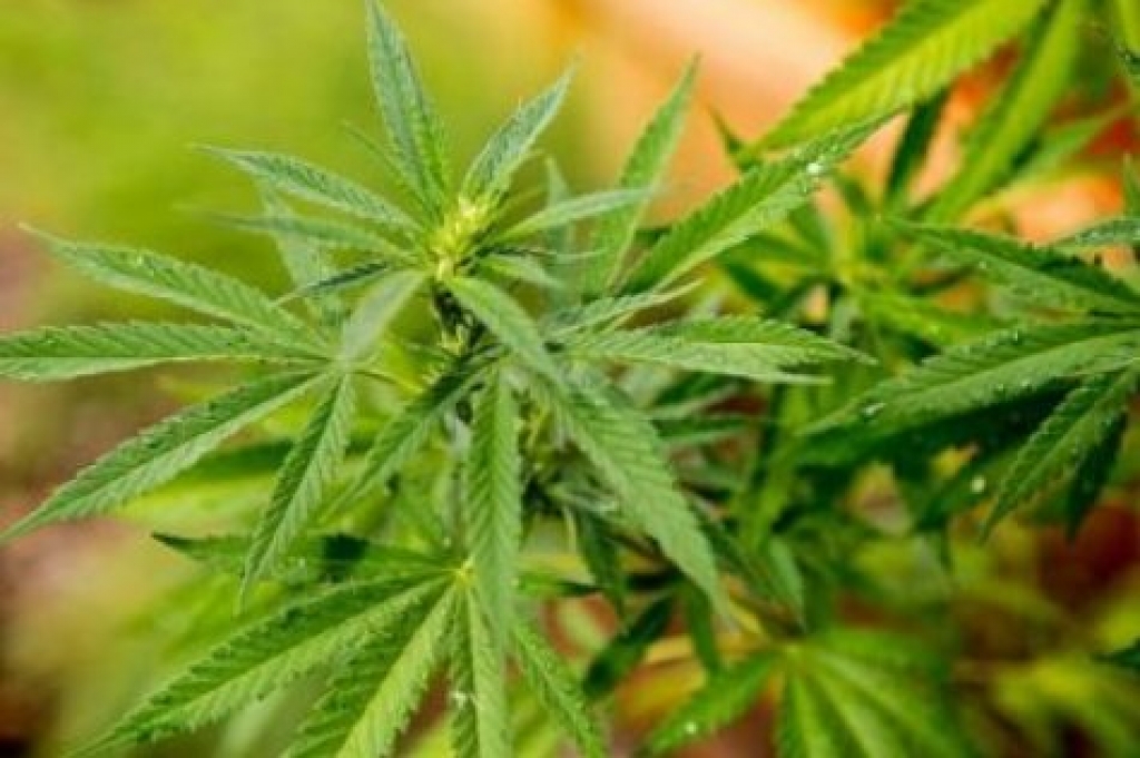 U Banja Luci osnovana tvrtka za uzgoj marihuane
