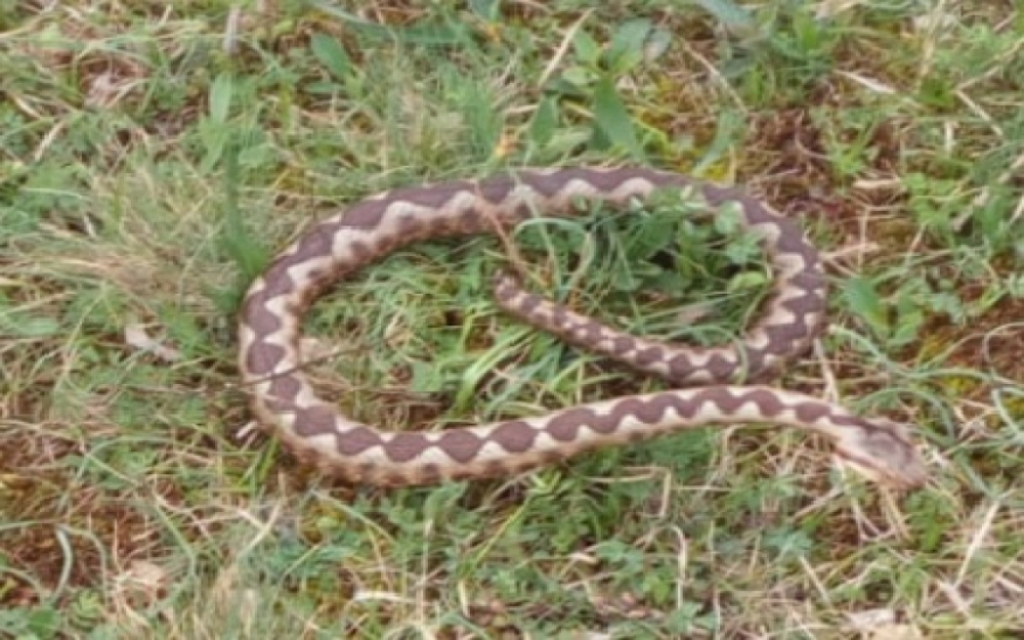 &quot;Torlak&quot; šalje BiH serum protiv zmijskog otrova