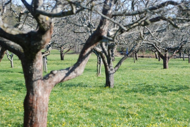 Ne zaboravite zaštititi vaš voćnjak prije početka vegetacije