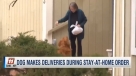 Pas pomaže susjedi u samoizolaciji tako što joj donosi namirnice i poštu [video]