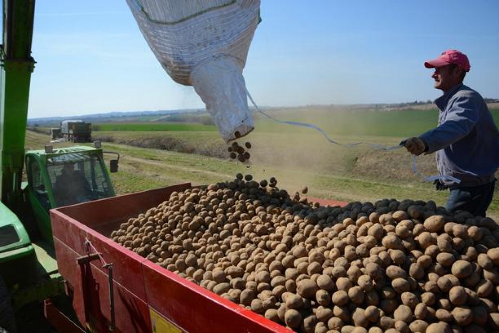 Zabranjen uvoz šlepera krumpira u BiH