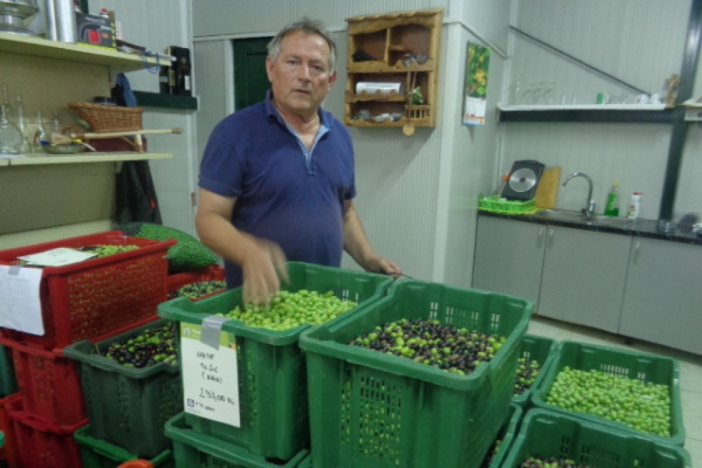 Maslinari kao da su čekali kišu da prije prerade “okupa” masline