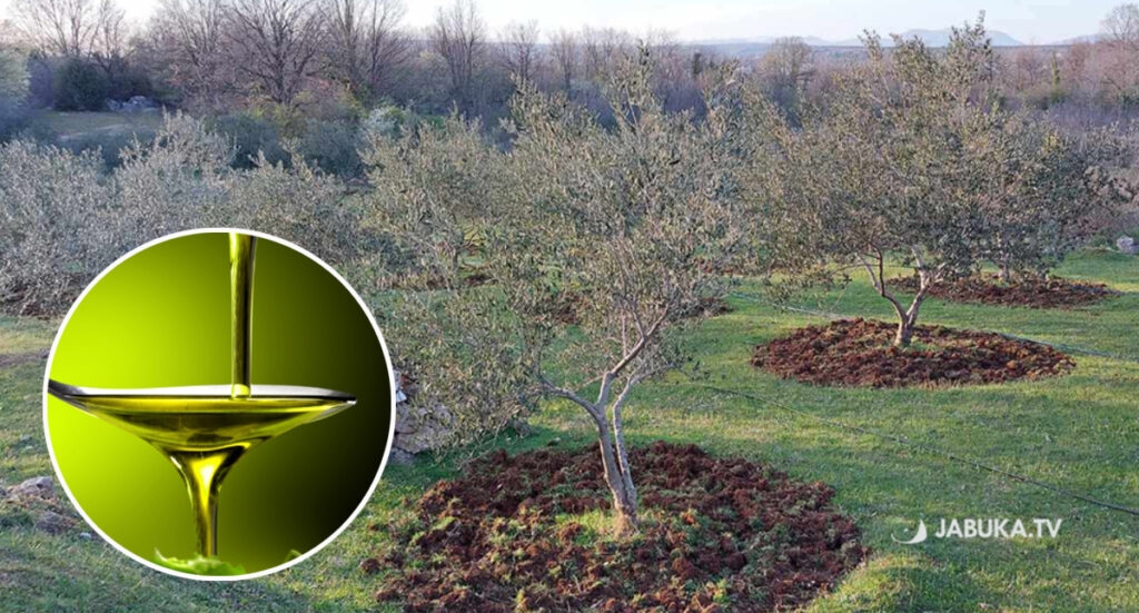 Ljubuška maslinova ulja pokazala visoku kvalitetu, 39 uzoraka dobilo zlatnu plaketu