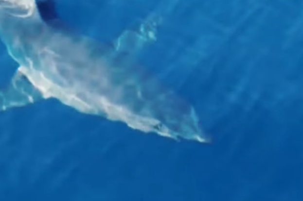 Ponovno snimljen morski pas: Snimili ga u Korčulanskom kanalu [video]