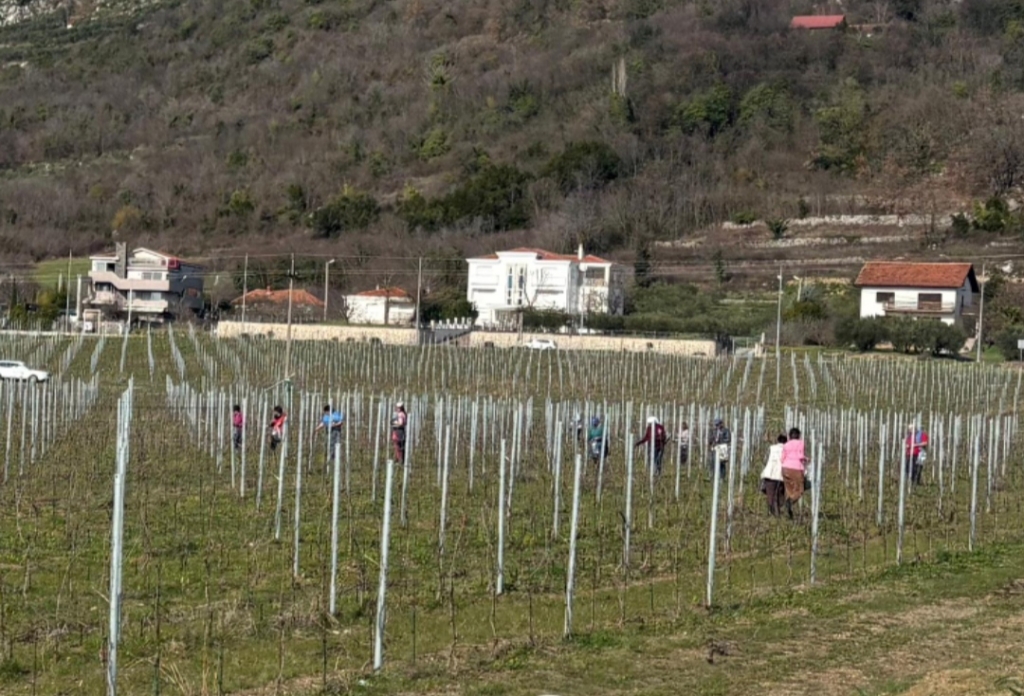 Ljubu&scaron;ki: U vinogradima počela rezidba, temelj nove vinogradarske godine