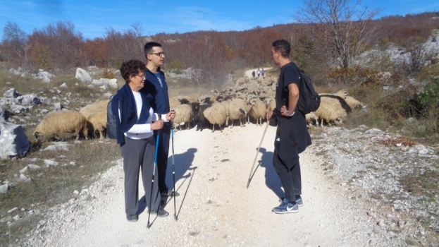 Putevima stočara s planina na jug Hercegovine: Uz gangu i prašinu žedne ovce zaborave na vodu