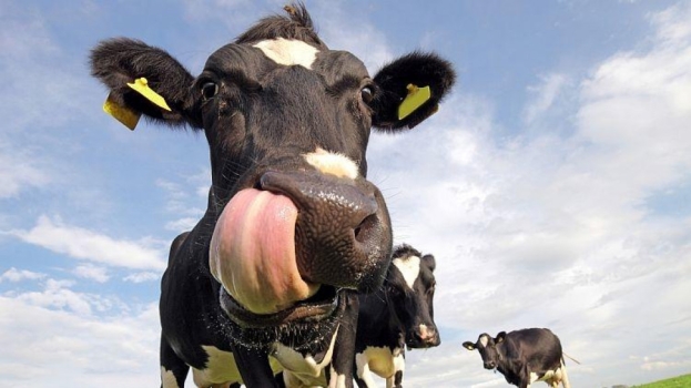 Javni poziv za podnošenje zahtjeva za dodjelu novčanih potpora za uzgajivače goveda s područja grada Ljubuškog