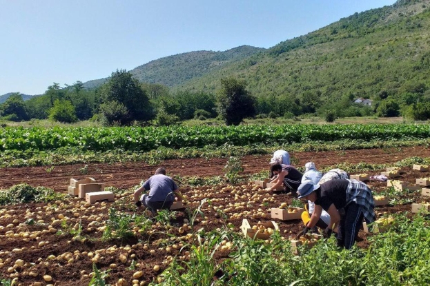 Nedostaje radnika na poljima krumpira: Dnevnice idu do 150 KM, radnike traže i preko društvenih mreža