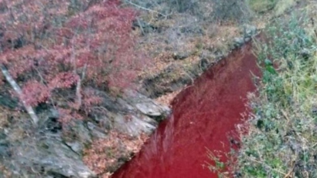 Rijeka obojana u crveno krvlju ubijenih svinja