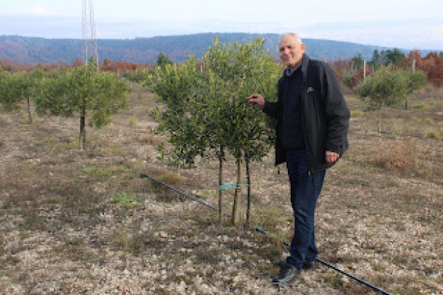 Agronom Ivan Čuljak vlasnik rasadnika podigao ogledni maslinik: Sadnice se traže nema potrebe za izvozom