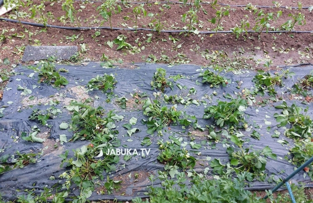 Tuča ”stukla” urod, hoće li biti proglašeno stanje prirodne nesreće? [VIDEO]