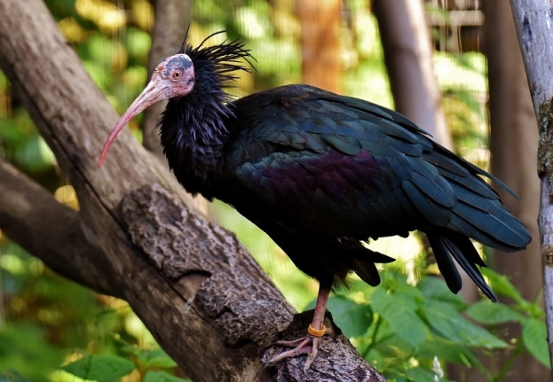 Ptica koja je u Europi izumrla u 18. stoljeću stigla u dolinu Neretve