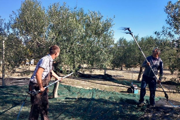U Ljubuškom najveći maslinik na Balkanu, berba u punom jeku