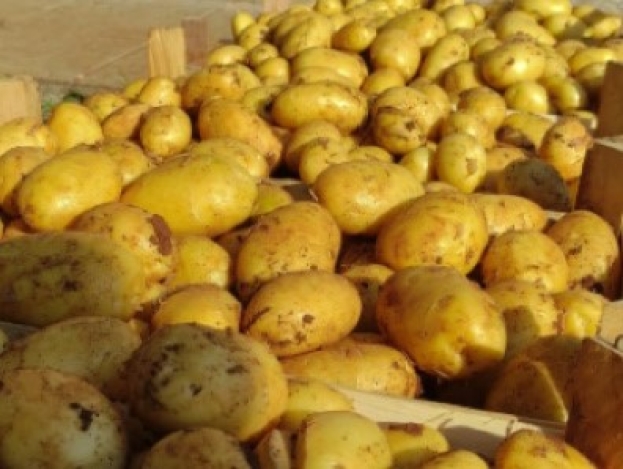 Stigli prvi ovogodišnji krumpiri - cijena 3 KM kilogram!