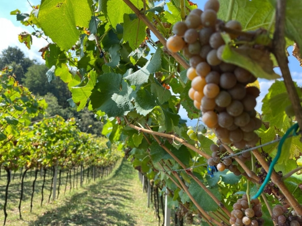 Hercegovačka autohtona vinova loza uskoro će se uzgajati u Portugalu