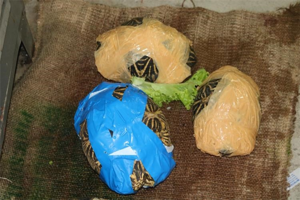 U vozilu kod Vrgorca pronađeno i spašeno 150 kornjača