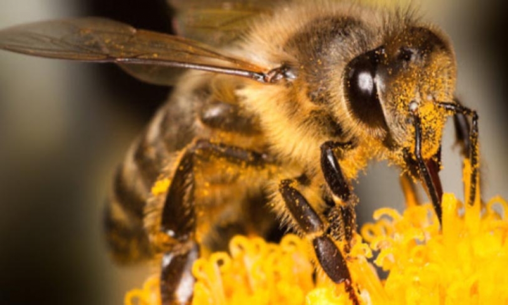 Što učiniti kada vas ubode pčela: Jednu stvar nemojte nikako