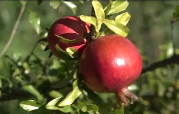 |VIDEO| Šipak – zdravlje s domaćih livada