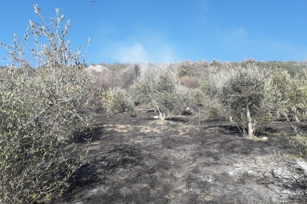 Radišići: Opožareno više stabala maslina, intervenirali i vatrogasci