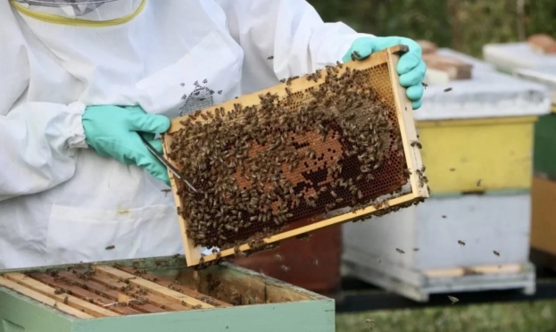 Važna obavijest za pčelare ŽZH &ndash; prijava ko&scaron;nica za poticaje