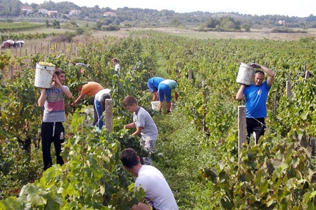 Kako je vinska cesta HercegoVINOM približila BiH Europskoj uniji