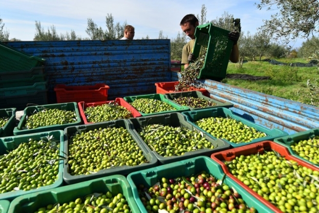 Masline u Hercegovini: Berba počinje sredinom listopada