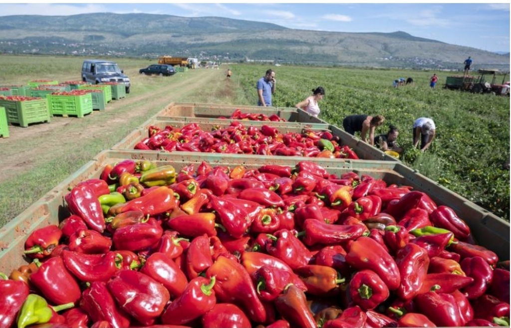 Tvornica povrća imat će 60% veći kapacitet, ove godine rekordan prinos rajčice i rog-paprike