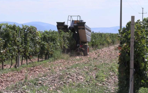 Hercegovina: Ovogodišnje grožđe kvalitetno i organsko, berače zamijenili kombajni