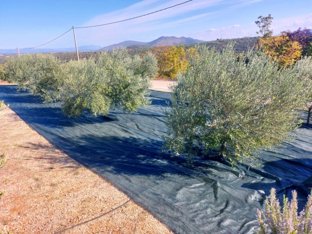 Josip Herceg: U budućnosti vidim Hercegovinu prepoznatu na svjetskoj maslinarskoj mapi