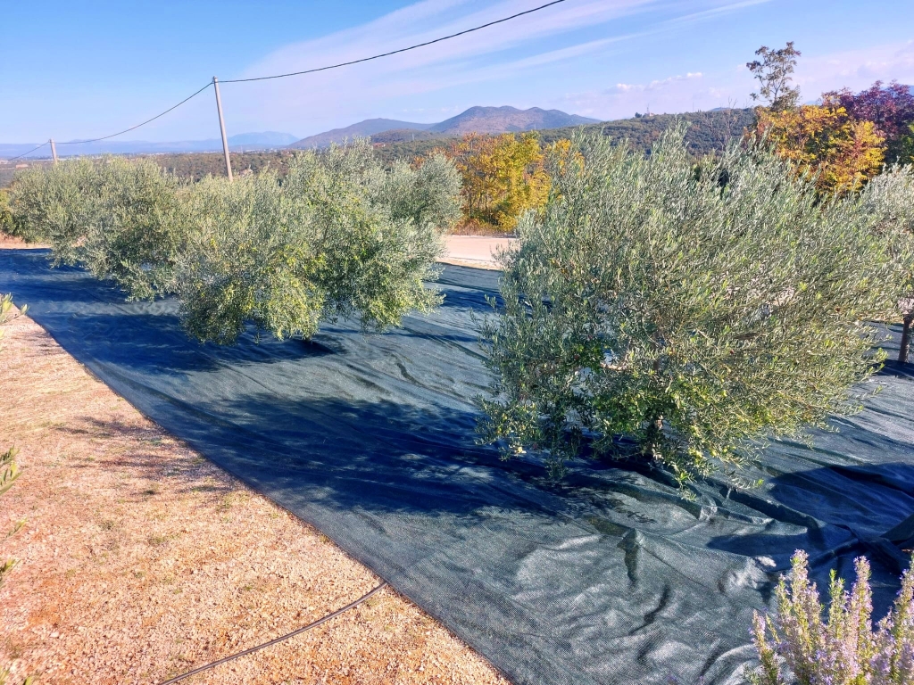 Josip Herceg: U budućnosti vidim Hercegovinu prepoznatu na svjetskoj maslinarskoj mapi