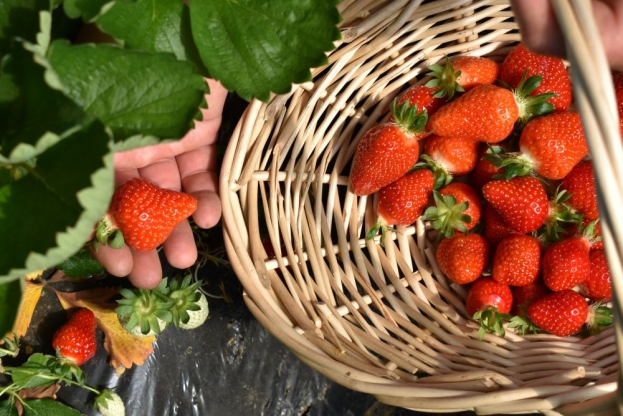 Vrgorac slavi svoju jagodu: Ovog petka Dan jagoda uz bogat program i domaće okuse