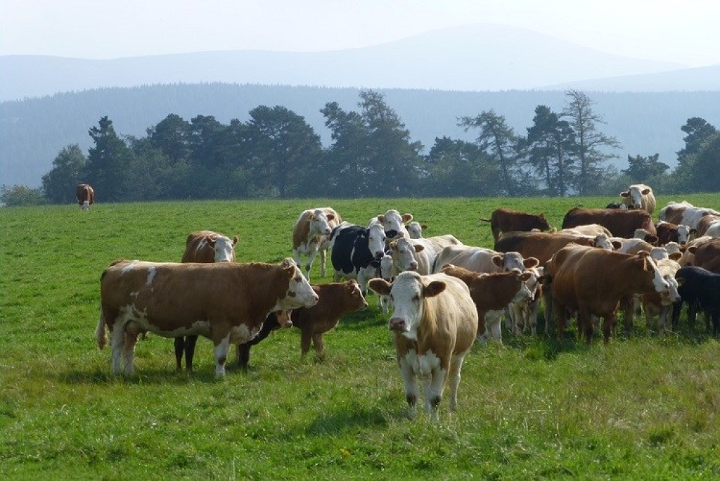 ŽZH isplatila više od pola milijuna KM poticaja za animalnu proizvodnju