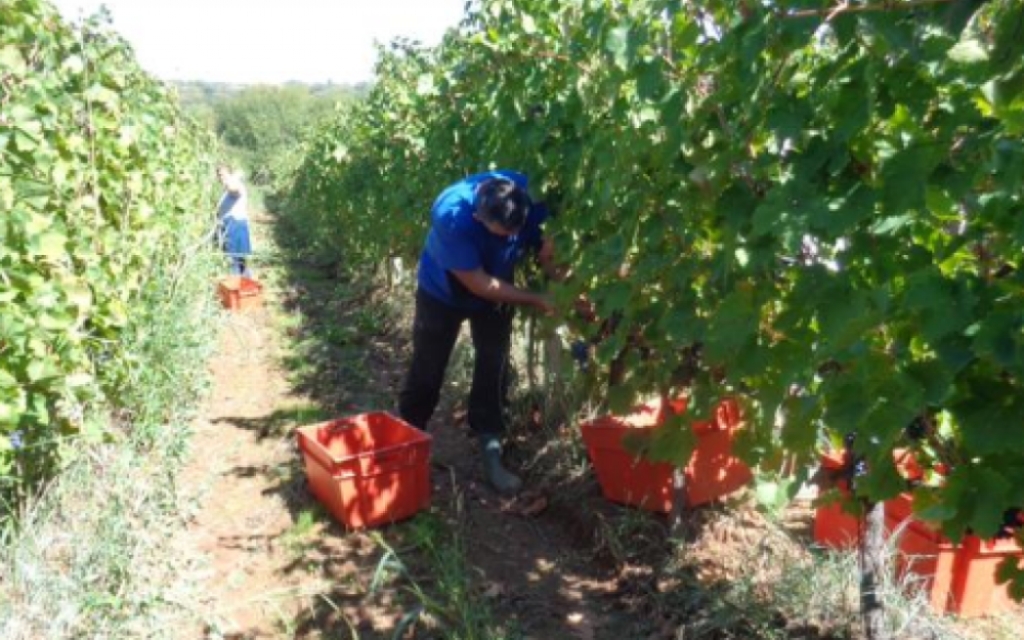 Hercegovačke plantaže obiluju grožđem: Usprkos većim troškovima, cijene vina iste