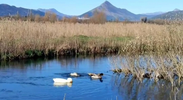 Patke, čaplja i lisica: Brod na Humcu postaje prirodna oaza