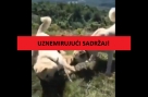 Užas u Foči: Manijak uživa dok njegov pas kolje drugog bespomoćnog i svezanog
